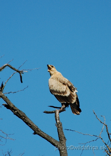 puku rsa 202.jpg - Tawny Eagle (Aquila rapax)